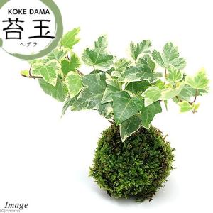 おすすめスイカ苗 接ぎ木 虎太郎 9cmポット : 種苗と園芸 農土花NODOKA