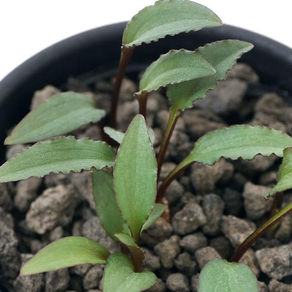 （多肉植物）ドリミオプシス　ミヌタ　２．５号（１鉢）