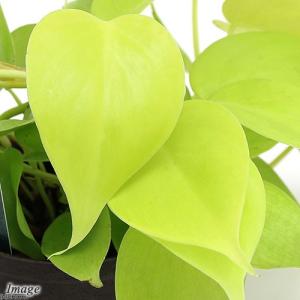 (観葉植物)ハイドロ苗9φ・Lサイズ オキシカ...の詳細画像1
