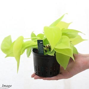 (観葉植物)ハイドロ苗9φ・Lサイズ オキシカ...の詳細画像2