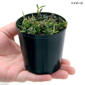 (観葉植物)洋ラン メディオカルカ デコラタム...の詳細画像1