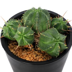 チャーム（ペット） （多肉植物）ユーフォルビア シンメトリカ