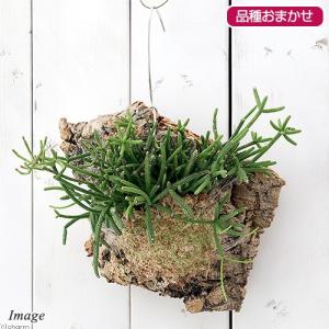 サボテン：アズテキウム 花籠（はなかご）自根*幅2.5cm 現品 一品