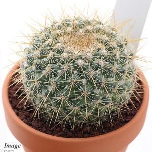 チャーム（charm） （多肉植物）素焼鉢 サボテン マミラリア