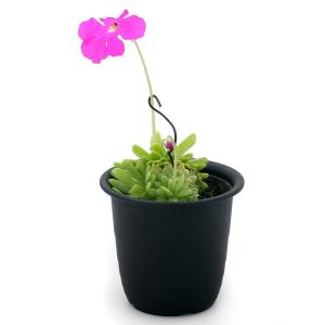 (食虫植物)ムシトリスミレ ピンギキュラ スマ...の詳細画像1