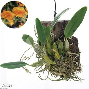 観葉植物）洋ラン デンドロビウム ピエラルディー コルク付き（1個