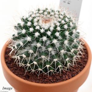 チャーム(ペット) (多肉植物)テフロカクタス アーティ チャーム(ペット) (多肉植物)テフロカクタス アーティ