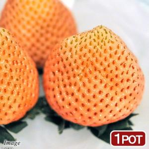 （観葉植物）野菜苗　イチゴ　桃薫（ＰＶＰ）　３号（１ポット）　家庭菜園　いちご苗