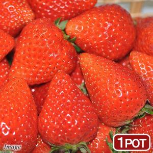 恋みのり　いちご苗 親株用イチゴ苗】 恋みのり 9cmポット メリクリーン苗鉢上げ