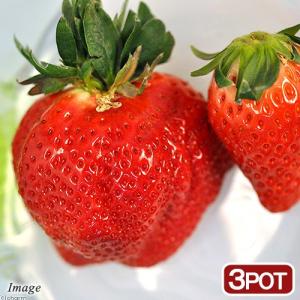 （観葉植物）野菜苗　イチゴ　メタボッチ　３号（３ポット）　家庭菜園　いちご苗