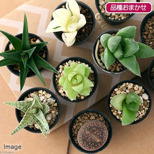 （観葉植物）人気の多肉植物　５鉢セット　品種表記なし　１号（５鉢）