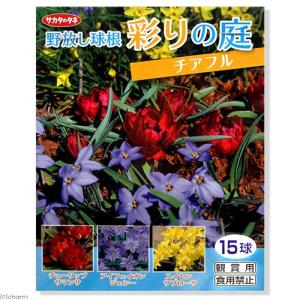 原種スイセンの商品一覧 通販 Yahoo ショッピング