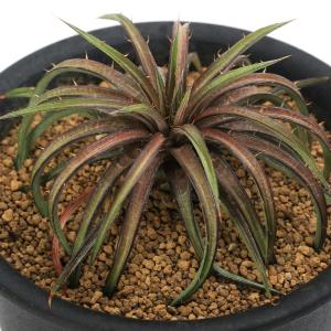 チャーム（charm） （多肉植物）モナデニウム リチェイ 斑入り 3．5