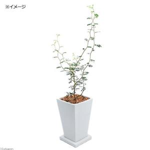 《終売》（観葉植物）メルヘンの木　ソフォラ　リトルベイビー　陶器鉢植え　ジュノーＳ　ＷＨ（１鉢）　受け皿付き