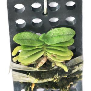 観葉植物）マングローブ メヒルギ（雌蛭木）の種（5本） : チャーム