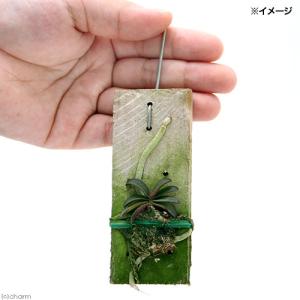 (観葉植物)洋ラン ショエノルキス フラグラン...の詳細画像2