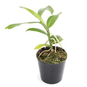 （観葉植物）洋ラン　アングレカム　エイクレリアナム　２．５〜３号（１鉢）
