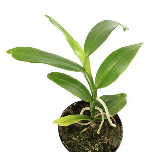 (観葉植物)洋ラン アングレカム エイクレリア...の詳細画像1