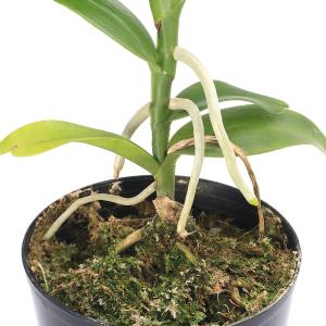 (観葉植物)洋ラン アングレカム エイクレリア...の詳細画像2