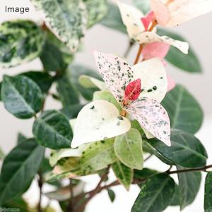 (観葉植物)苔玉 ハツユキカズラ(初雪葛)(1個)の詳細画像1