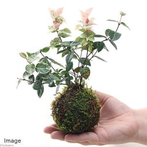 (観葉植物)苔玉 ハツユキカズラ(初雪葛)(1個)の詳細画像2