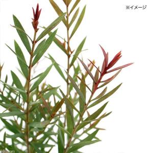 メラレウカ レッドジェムの商品一覧 通販 Yahoo ショッピング