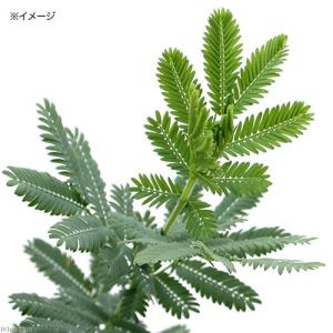 （観葉植物）アカシア　ミモザ　３．５号（１ポット）