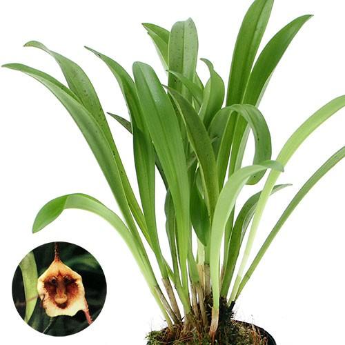 （観葉植物）洋ラン　モンキーオーキッド　ドラクラ　カリエリー　２．５〜３号（１ポット）