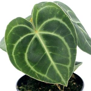 観葉植物)アンスリウム レッドダークフェニックス ハイブリッド 観葉植物)アンスリウム レッドダークフェニックス ハイブリッド