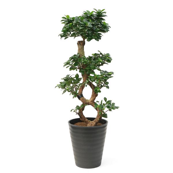 （観葉植物）大型　インテリア　ガジュマル　８の字　８号（１鉢）