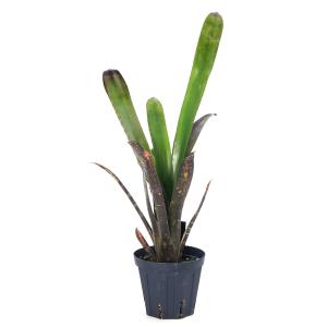 チャーム（charm） （観葉植物）ビルベルギア ダースベイダー（1株