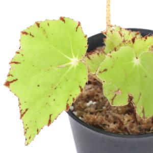 レックスベゴニア 販売の商品一覧 通販 Yahoo ショッピング