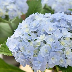 （観葉植物）西洋アジサイ　てまりてまり　ブルー　開花〜花終わり　５号（１鉢）｜chanet