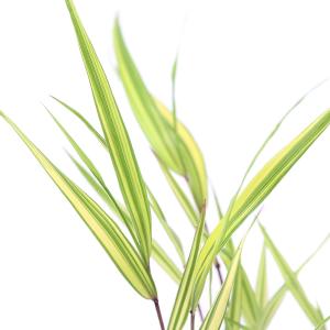 フウチソウ 植物の商品一覧 通販 Yahoo ショッピング