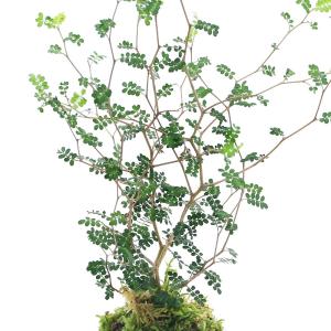 (観葉植物)苔玉 メルヘンの木(1個)の詳細画像1
