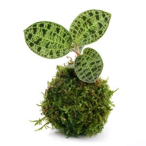 アネクトキルス 'ローズゴールド' 2寸 (ジュエルオーキッド 観葉植物