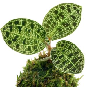 (観葉植物)苔玉 マコデス ペトラ(1個) ジ...の詳細画像1