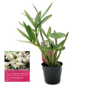 (観葉植物)洋ラン デンドロビウム スペシオキ...の詳細画像1