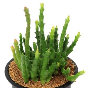 多肉植物）デウテロコニア ブレビフォリア ssp． クロランサ 3号