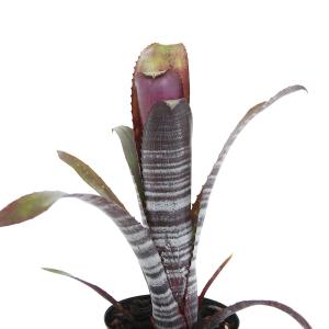 【現品】【タンクブロメリア】エクメア・チャンテニーブラック　7号　ＭＳ番 楽天市場】【現品・現物】【タンクブロメリア】 エクメア・チャン