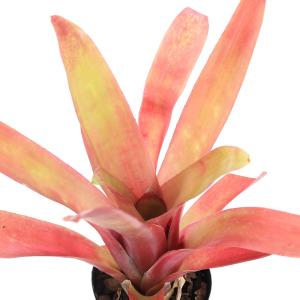チャーム（charm） （観葉植物）ビルベルギア ダースベイダー（1株