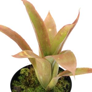 観葉植物）一点物 ビルベルギア ライムストーン 3．5号（1株