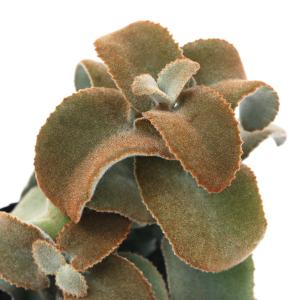 カランコエ ベハレンシス 花 ガーデニング の商品一覧 通販 Yahoo ショッピング