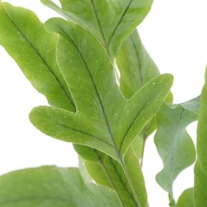 シダ 観葉植物 ブルースターの商品一覧 通販 Yahoo ショッピング