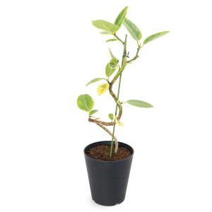 おしゃれ 観葉植物・希少：トックリヤシ(徳利椰子)*とっくりやし 6号