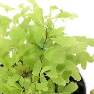 現品♡絶滅種♡ヒメオニソテツ♡ エンセファラルトス ホリダス♡ 現品♡絶滅種♡ヒメオニソテツ♡ エンセファラルトス ホリダス