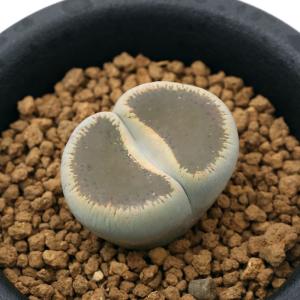 日本花キ流通 多肉植物 asリトープス 黄巴里玉 メセン 6cmポット