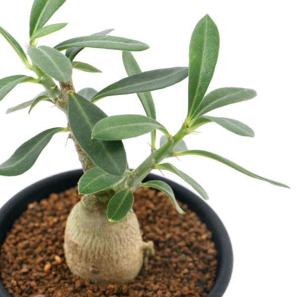 （多肉植物）パキポディウム　サキュレンタム　２．５号（１鉢）　コーデックス