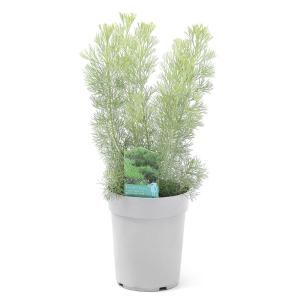 《一時非表示》（観葉植物）アデナンサス　ウーリーブッシュ　４号（１鉢）　オージープランツ