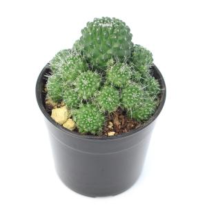 多肉植物）サボテン フェロカクタス 刺無王冠竜（トゲナシオウ